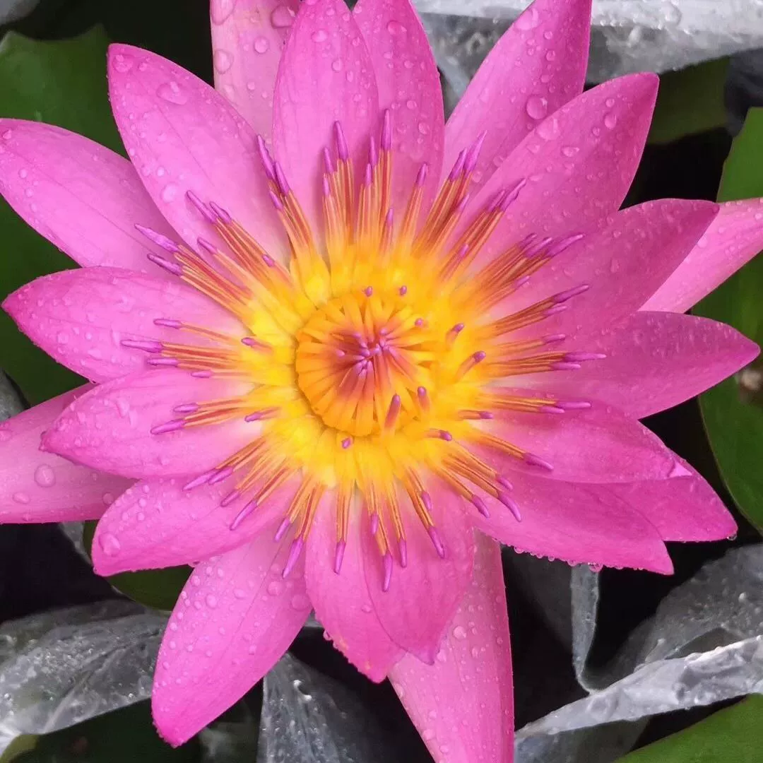 Вода Лилия в горшке Лотос Один лист лотоса Чаша Лотос Бассейн Водные растения Цветение в четыре сезона Хорошее Кормление Фиалки Восточный Красный