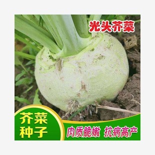 ���^��˸���N���߲˷N���ﲥ�˷N�Ӵ��^���}���߲˷N��һ�����l