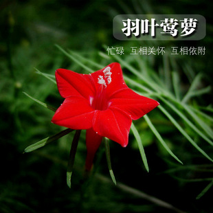 �\�}�ɷN������ǻ��N�p�@�����B�}���~�L�}�G�h����ֲ���̨�Nֲ