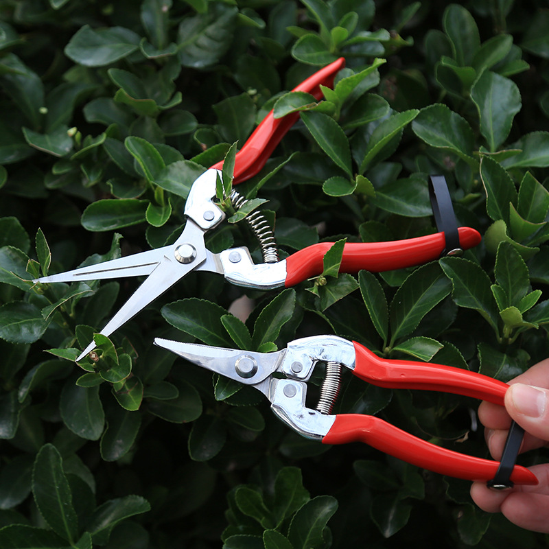 Fábrica de tijeras de ramas de acero inoxidable en stock huerto recoger tijeras de ramas de árboles frutales herramientas de bonsai cortar verduras y frutas tijeras
