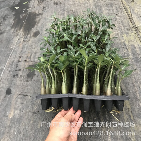 Flower seedlings wholesale desert rose seedlings source…