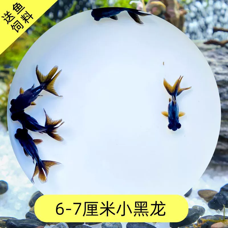 Read the galloping taboo 彂鍏 娲 娲 board