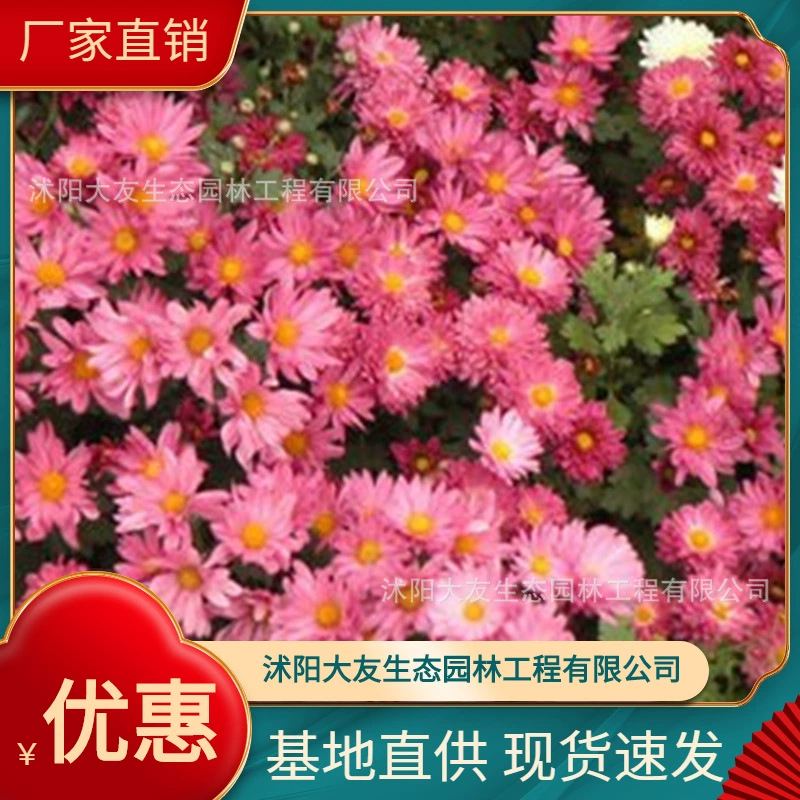 Базовые Оптовые сорта саженцев хризантем собственного производства, покрытые грунтом, в комплекте с ландшафтным дизайном, инженерными зелеными саженцами