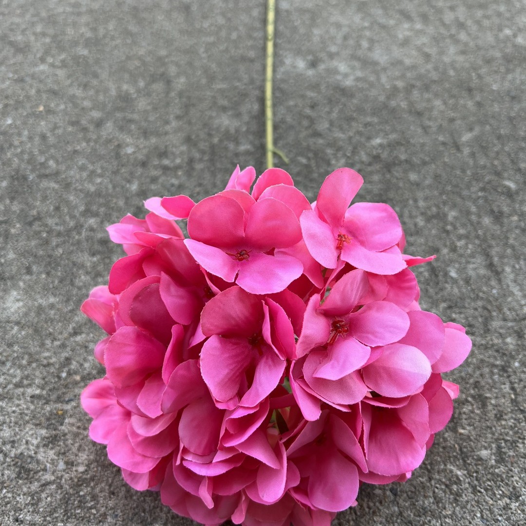 Rosa de hortensia americana grande de una cabeza Rojo