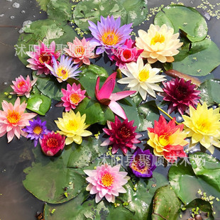 Aquatic Large Water Lily Root Block Hydroponic Plant Pond Lotus Aquatic Root Block Large Four-Season Water-Raised Flower Rhizome