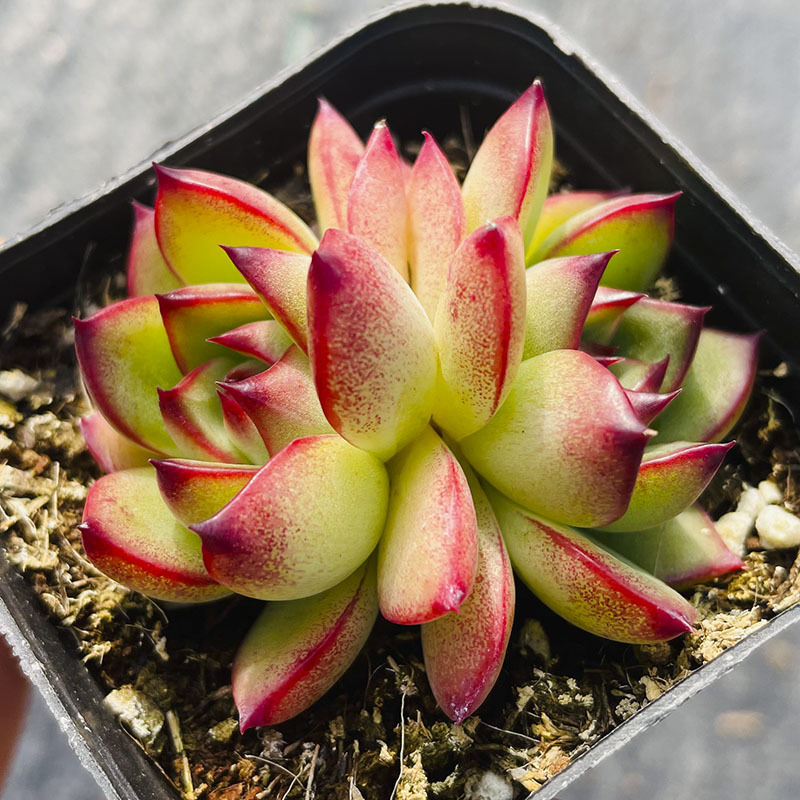 문스톤 더블헤드 4~5cm (플라스틱 화분에 심은 후 배송됩니다)