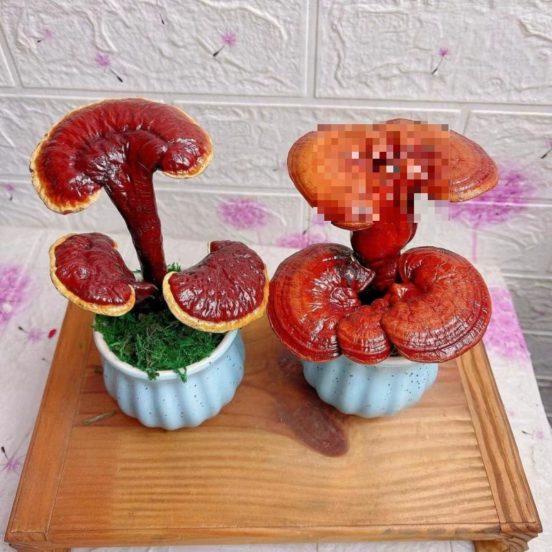 Декоративные суккуленты в горшках для гостиной, подставка для настоящих цветов, настольные горячие офисные украшения, Ganoderma lucidum, морозостойкие цветы бонсай Ganoderma lucidum