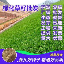 厂家批发护坡草种子绿化草籽边坡草坪种子四季青复绿狗牙根黑麦草