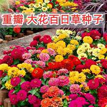 �ļ��_�����N�������ղݻ��ѻ��N�ӷN�Ѳ����ߴ�����վհ��ղ�