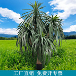 仿真绿植鱼骨令剑阴暗室内家居吉祥植物落地带盆玄关假树装饰摆件