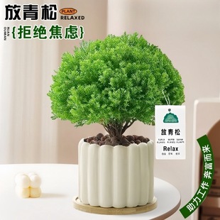 放青松绿植办公室内桌面小盆栽四季好养雾凇植物雾松放青松小摆件-阿里巴巴