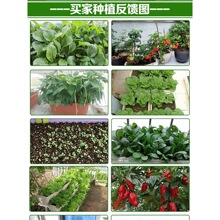 ��ͥ�߲˷N�Ӵ�ȫ�ļ����N��������������������̨���Ե���Ғ��