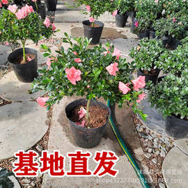 四季开花植物室内外阳台好养易活杜鹃花带花苞发货花卉盆栽花期长