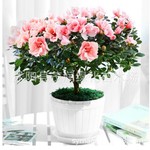 杜鹃花盆栽比利时杜鹃花杜鹃花苗 开花繁多年宵耐寒花卉植物