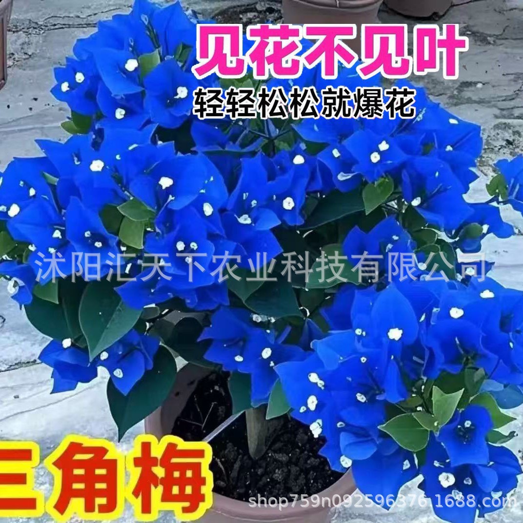 【跨境供货】三角梅种子爬藤重瓣三角梅种籽四季开花红九重梅种子