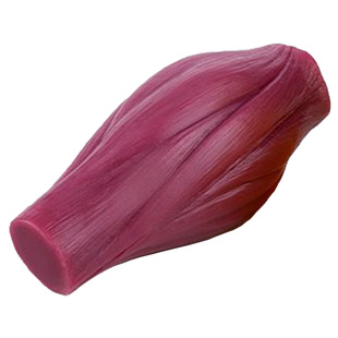 Medical Teaching Model Human Muscle Tissue 1 Pound Model Teaching Props Display Fitness Commentary Model Health Care