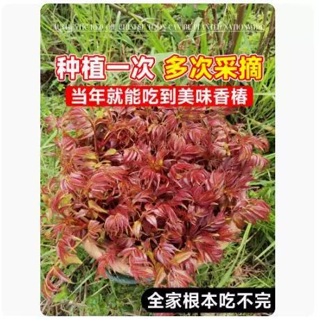 Tuona (Toona sinensis) красно-листная саженец, съедобные ароматные весенние почки — саженцы 1–12 лет, 40–110 см