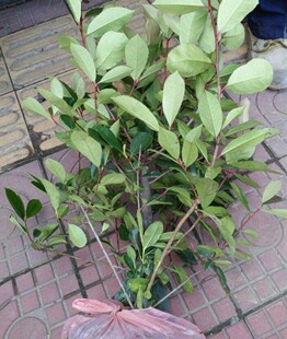 �t�~ʯ�  �t�~ʯ��� �t�~ʯ��� �t�~ʯ骴�С�� ֱ�N���l