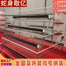 阶梯式蛋鸡笼 四层五门鸡笼子肉鸡笼 雏鸡笼绿食槽现货养殖自动化
