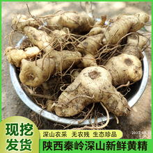 野新鲜生黄精鸡头参滇黄精现挖滋补材老虎姜深山食材用