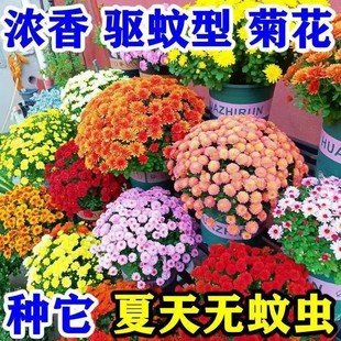 ��ɫ���x����x�շN��û��Nֲ��������ļ��Nֲ�׻��������ͥԺ