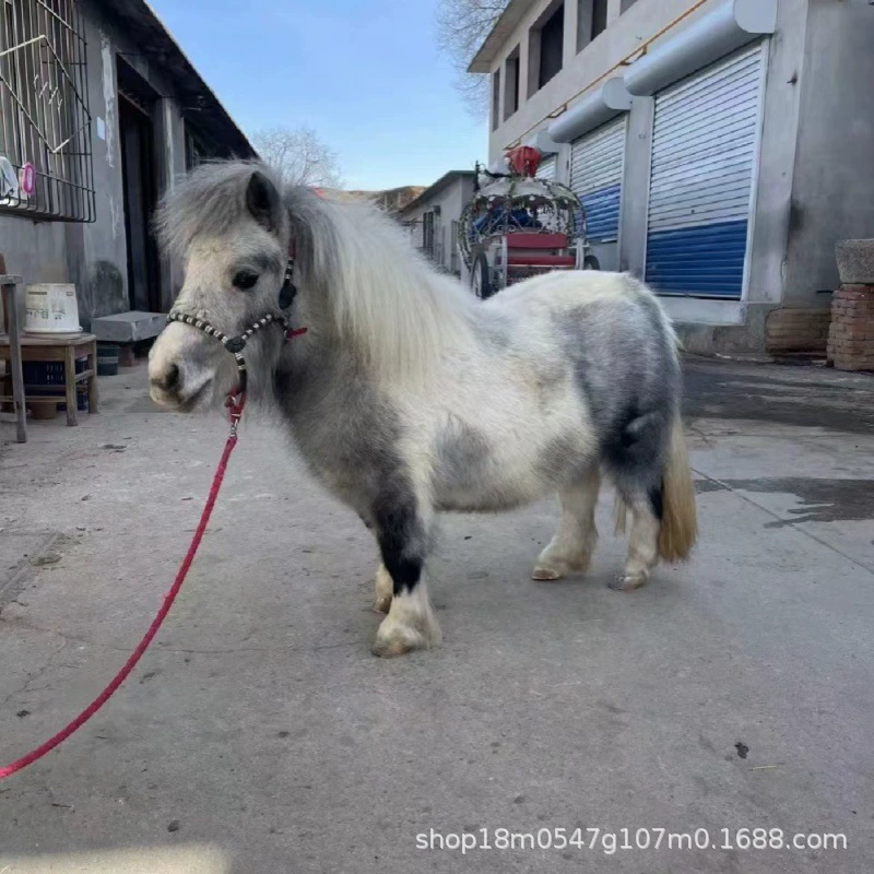 Продажа и аренда детских мини-шетландских пони для прогулок