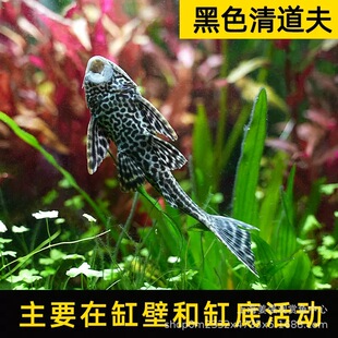 【2026夏季热销】除藻清洁鱼清道夫鱼活体包活到家 小型鱼缸适用