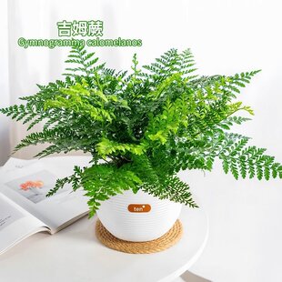 ��ķާ����ާ�ֲ���k���ҾGֲ�҃ȚW��ާާ��ʯާ�F��ާ��þGֲ