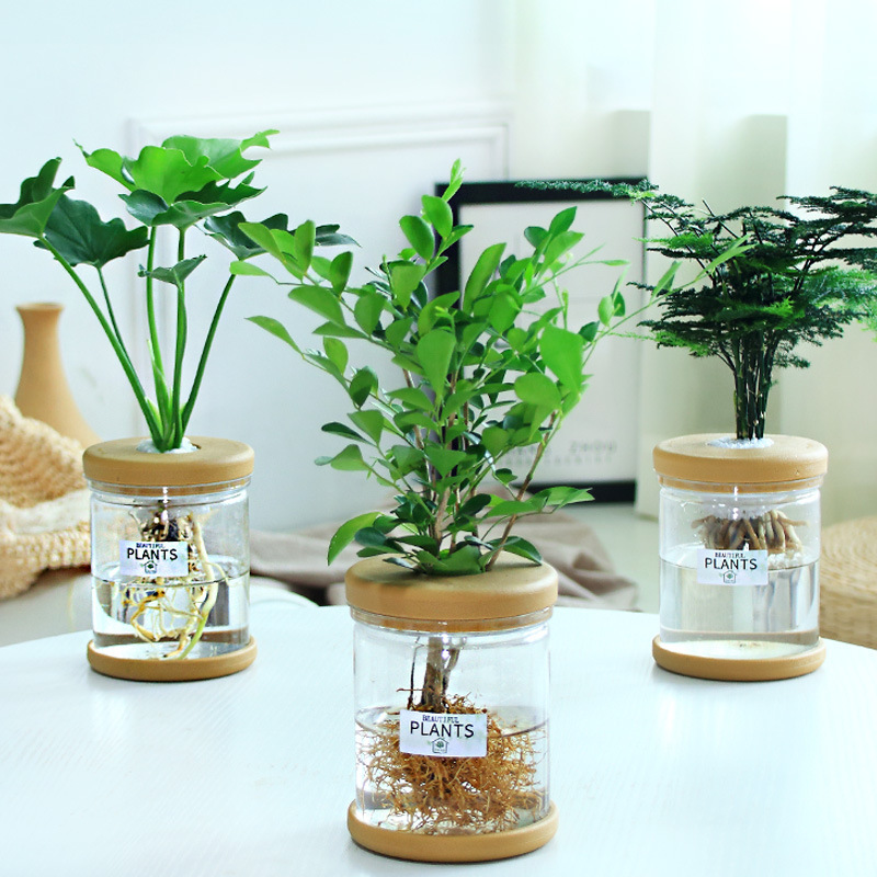 グリーンラタン水耕栽培ホルムアルデヒド除去鉢植え金のなる木ミント富竹屋内花緑植物オフィスグリーンラタン|undefined