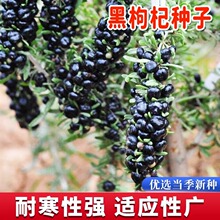 黑枸杞种子四季种高产黑宝石枸杞子种籽庭院阳台盆栽稀有种子大全