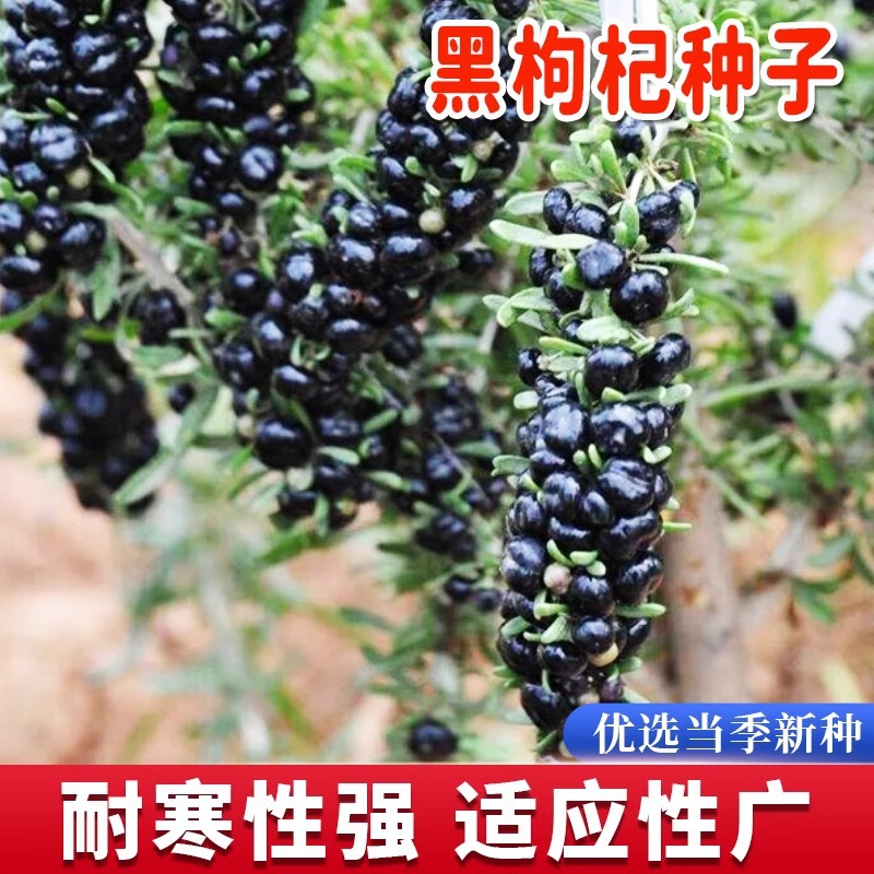 黑枸杞种子四季种高产黑宝石枸杞子种籽庭院阳台盆栽稀有种子大全