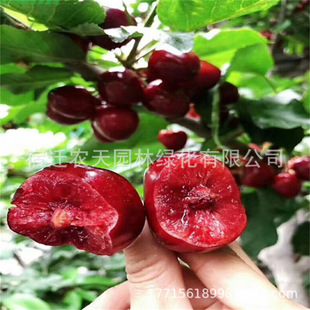 �޽���������܇���Ә������Ҙ������҃��ϱ����Nֲ���䮔��Y��