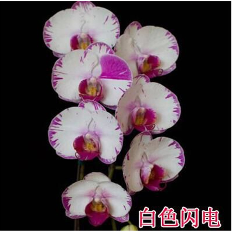 Cuatro estaciones mariposa orquídea plántulas en maceta balcón interior sala de estar flores plantas florecen con flores de maceta original