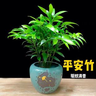 Study Living Room Ornaments Bamboo and Cypress Potted Saplings Indoor Plants Peace Bamboo Evergreen Flowers and Plants All Year Round Free Shipping