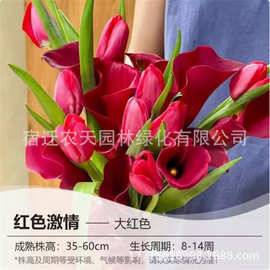 情人节彩色马蹄莲种球带芽大球四季室内阳台盆栽苗易活根花卉