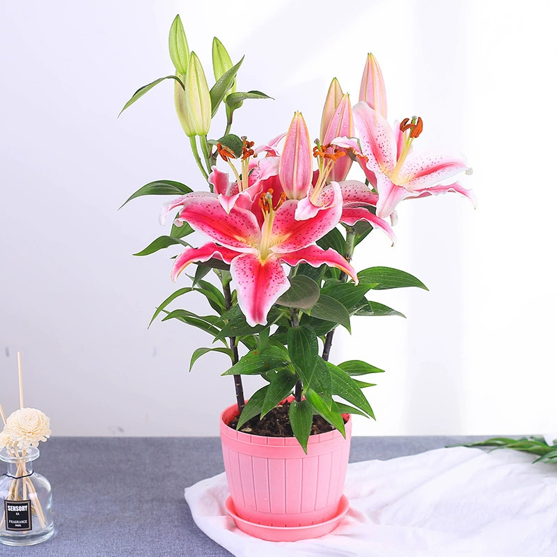 Шарик семян лилии оптом многоголовочные духи почвенная культура лилии с бутонами мясистые растения съедобные Многолетние цветы в горшках