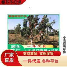 俄8号樱桃苗现挖现卖樱桃苗可地栽盆栽味道甜美樱桃树苗