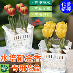 水耕チューリップ器具ガラスユリ水栽培球根植木鉢植栽バスケット付き透明角ポット