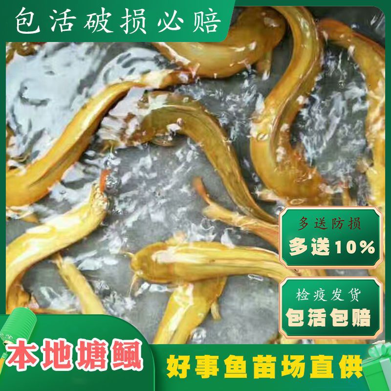 觀賞鲶魚送10%三黃塘鲺本地塘鲺魚苗鲶塘角魚土塘鲺魚苗八須魚苗