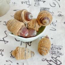 广西狗鞭果 毛毛 果凸型风流果干货 泡酒中药材猪仔粒狗肾果