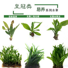 �F�ʹ�ˮ�� �������~�F�ʹ�ˮ�ݞ���������С�Źڻ��w���l