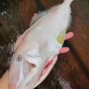 �������l ���� �����Ƥ�~ �M���R���~ �ă��~ �Ƶ����rʳ��