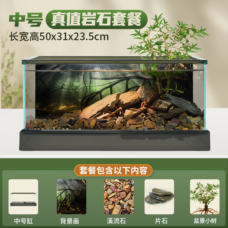 중형 남미 탱크 [실제 식물 조경 패키지] + 선물 패키지