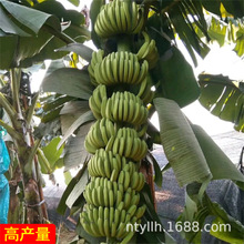 �㽶����簫���Ž��ʵ۽��۽��t�㽶�Ϸ��ļ����������Ԯ���Y��