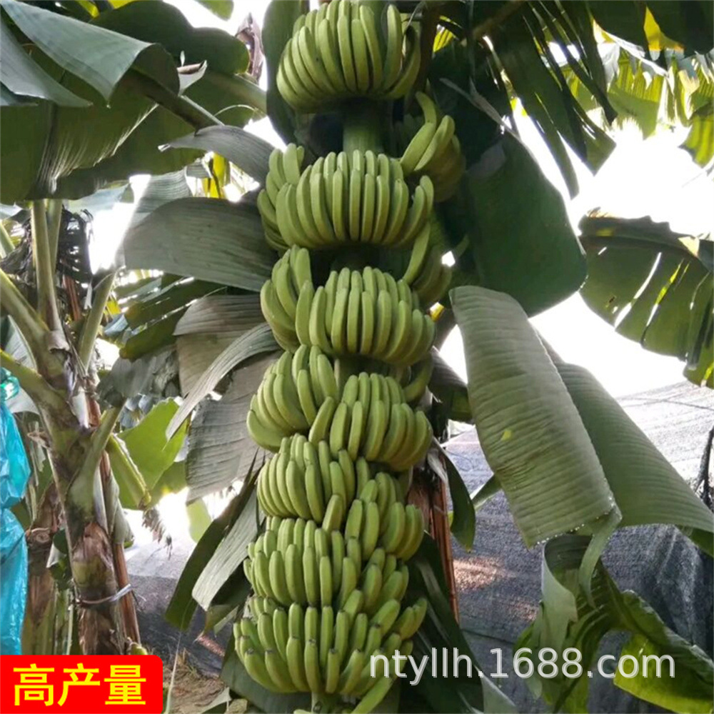 香蕉苗树苗矮化芭蕉皇帝蕉粉蕉红香蕉南方四季抗寒可盆栽当年结果