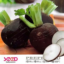 特色黑皮长萝卜种子 水果萝卜种籽春秋四季蔬菜种孑苗秧阳台盆栽