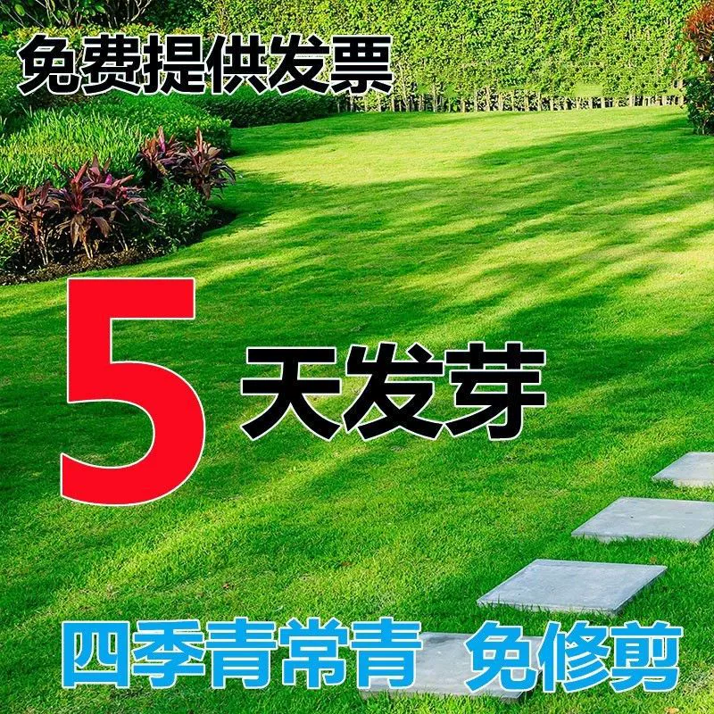Семена газонной травы вечнозеленые во все сезоны без обрезки Озеленение семян травы ржи Клевер защиты склона газон семена морозостойкие