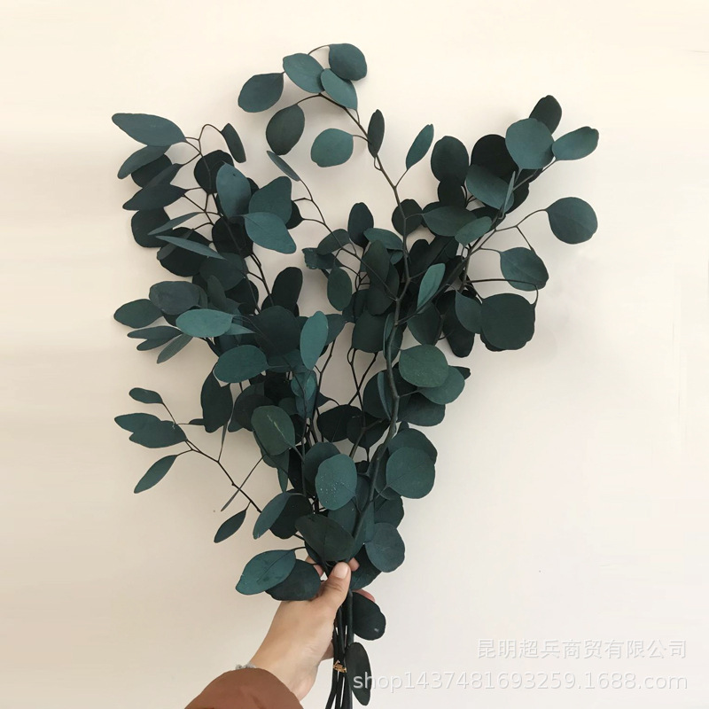 【永生苹果桉】圆叶桉美叶桉树叶INS风室内干花小花束叶材