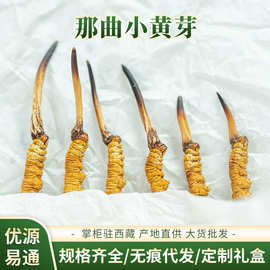 【野生虫草】西藏那曲冬虫夏草干货自食传统滋补品小黄芽虫草干货