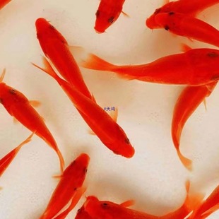 С���~���w�^�p�~�t�a�~�\���ݽ��~���~С����ˮ�~��ˮ�ͻ���B